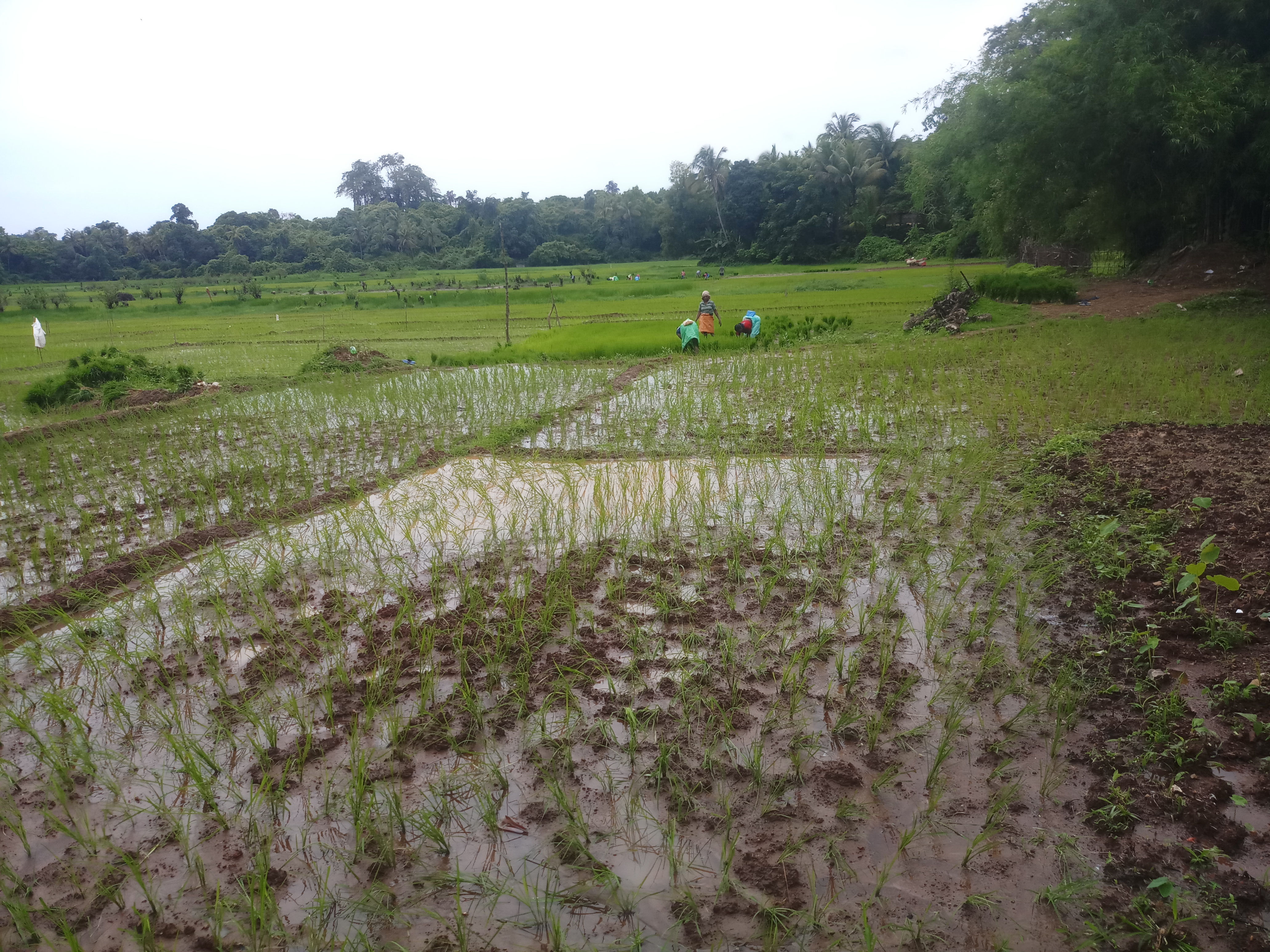 Agriculture, Hands to help