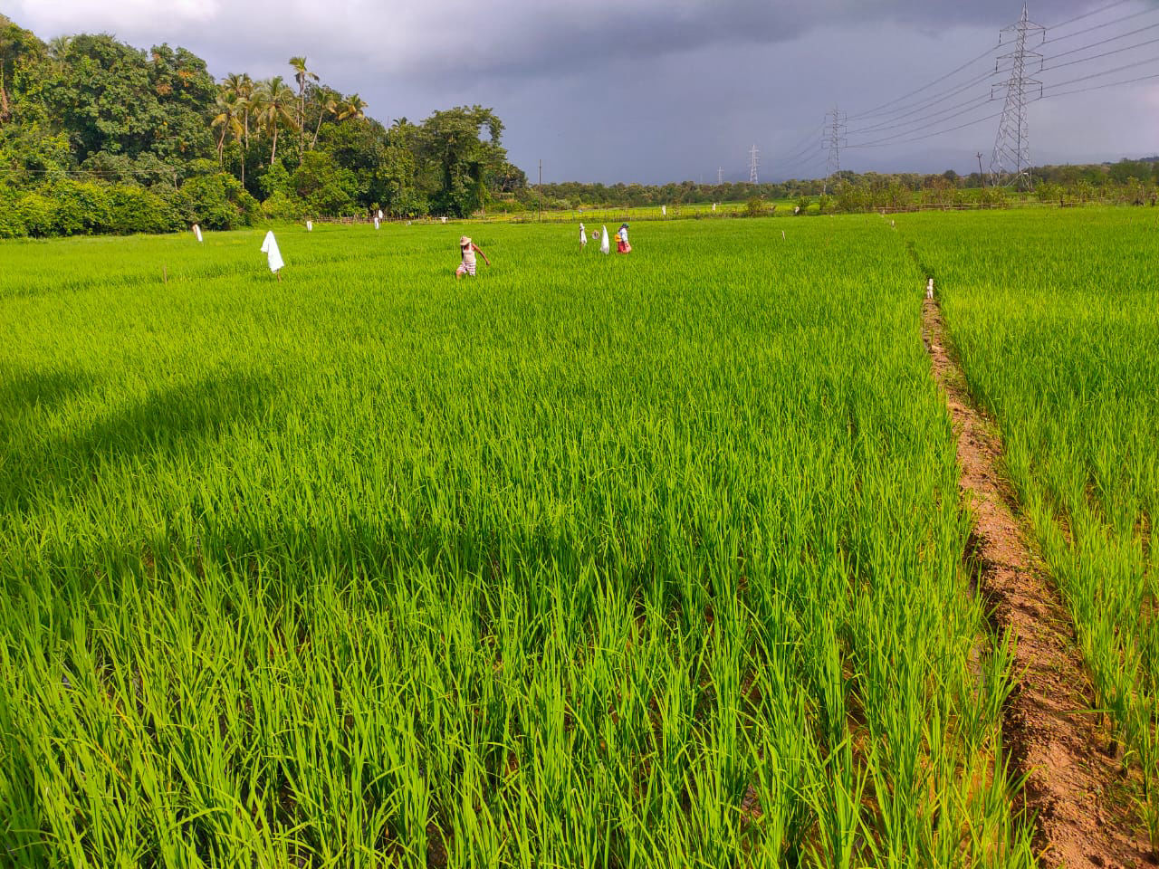 Agriculture, Hands to help
