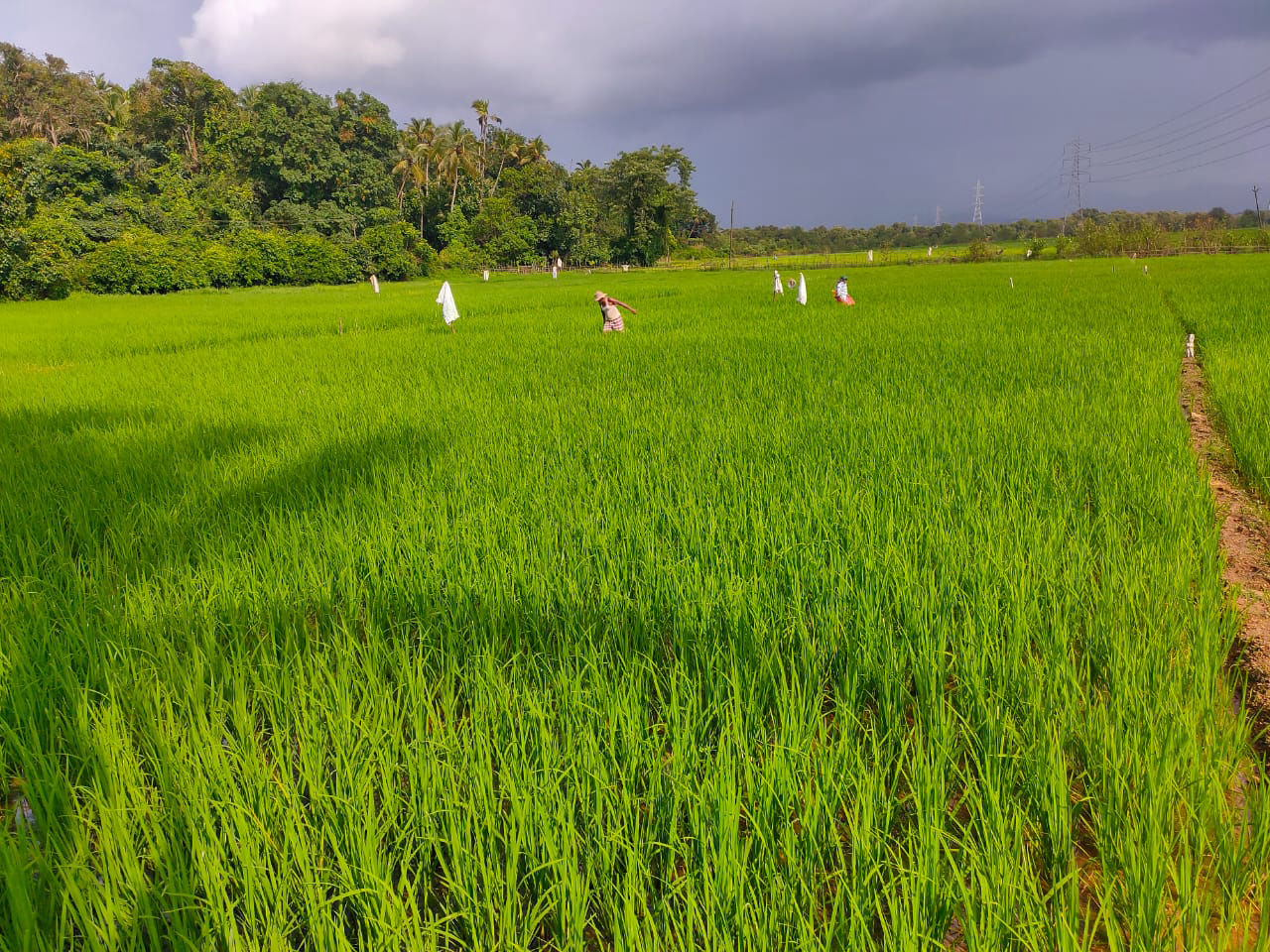 Agriculture, Hands to help